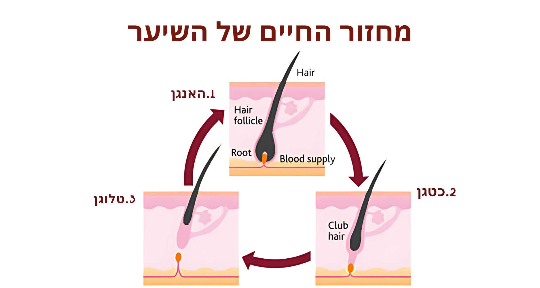 המסע המופלא של שערה: מחזור החיים של השיער שלנו ✨